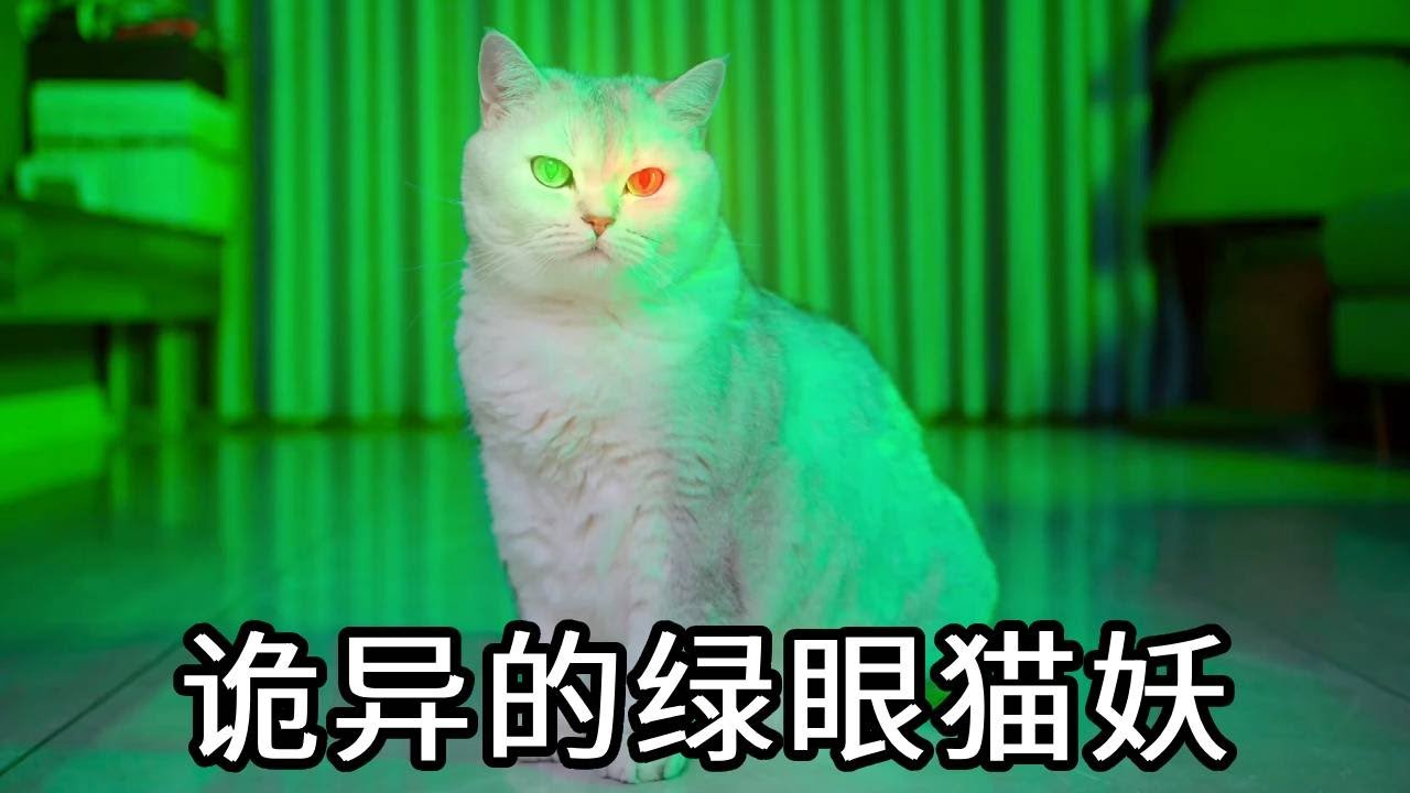 小圆子被诡异的猫妖跟踪，情急之下找除妖师救命，没想到猫妖竟是在保护小圆子【七宝小圆子】