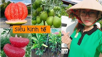 BƯỞI RUBY NHƯ THẾ NÀO LÀ CHUẨN GIỐNG CÁCH PHÂN BIỆT 💥Trung Tâm Cây Giống💥