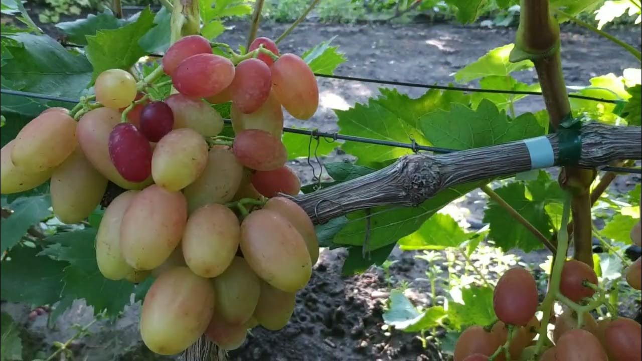 Гибридні форми селекції Щеннікова О.М. - Сторінка 166 - форум-виноград