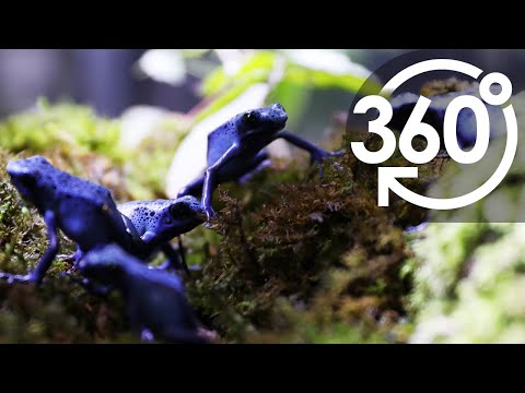 いきもの目線】コバルトヤドクガエル ／ 360lives Cobalt poison dart