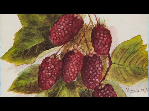 How Luther Burbank Created Hundreds of New Plants | The Henry Ford's Innovation Nation