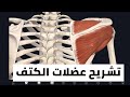 تشريح عضلات الكتف