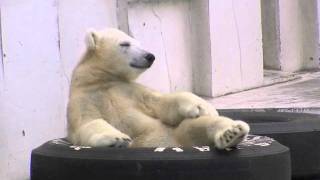 ユル過ぎる夕方 タイヤにはまるホッキョクグマ~It is circle Polar Bear in the tire