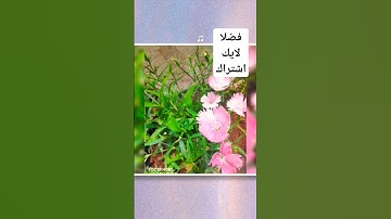 قرآن كريم 🥀 #flowers #اجر #اكسبلور #greenscreen #تيك_توك #quran