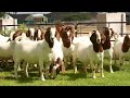  boer goat farming
