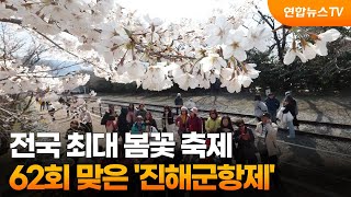 전국 최대 봄꽃 축제…62회 맞은 '진해군항제' / 연합뉴스TV (YonhapnewsTV)