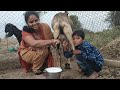 Goat milking by my with my sweet little boy and radha  hogai pareshaan  village real life vlog