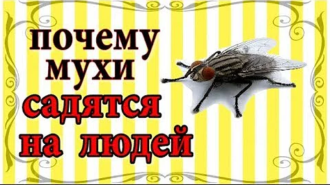 Почему мухи садятся на людей.