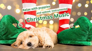 Joyful Dogs: Cozy Christmas Scenes with Puppies and Holiday Beats 🎅🎶
