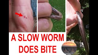 A SLOW WORM DOES BITE - CONTRARY TO PUBLIC OPINION - MY FIRST BITE IN 50+ YEARS OF HANDLING THEM