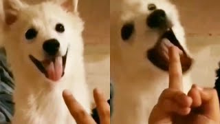 This Dog HATES Middle Finger