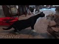 Videos chistosos de gatos