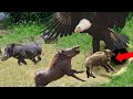 Elang Memangsa Babi Rusa Dengan Cakarnya! Inilah Bukti Bahwa Elang Burung Predator!