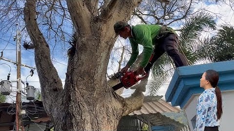 Cưa cây me Chua khô , Rất khó , Nhiều nhà , Nhiều dây điện . Cưa cây kỷ thuật cao