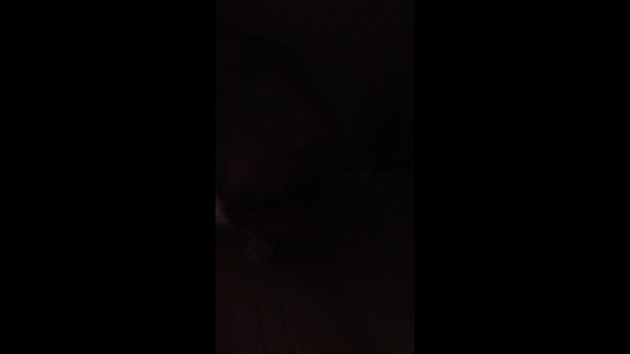 Hamster washing himself