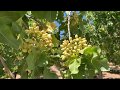 #Фисташка - технологии выращивания фисташки в Калифорнии. Видео из сада, которому 35 лет.