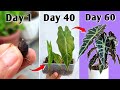 Grow Alocasia Plants From Corms (Bulbs) Like PRO! - Alocasia Plant Propagation