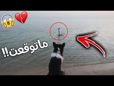 فيديو: الغرق (قرب الغرق) في الكلاب