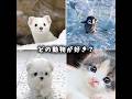 どの動物が好き? #動物 #可愛い #犬 #猫 #癒し