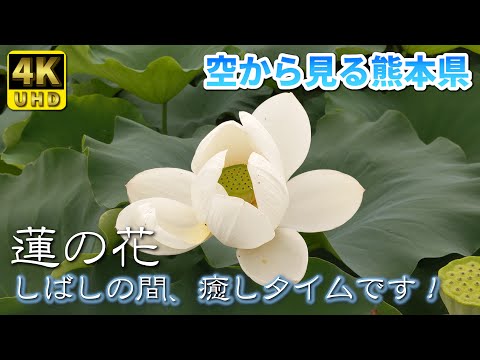 【熊本】蓮の花 編 ( Vol.52.1 )/しばしの間、癒しタイムです!