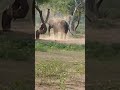 Vandalurzoo elephant 