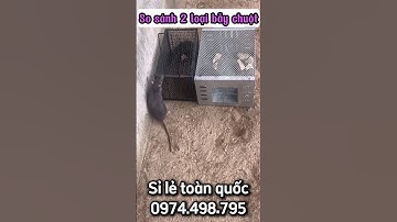 Bẫy chuột thông minh - 1 lần 10 con quá dễ dàng