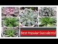 BEST POPULAR SUCCULENTS!! Succusents tour.