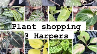 Plant shopping @ Harper’s ( Hoya, philodendron, Uncommon plants and succulents)