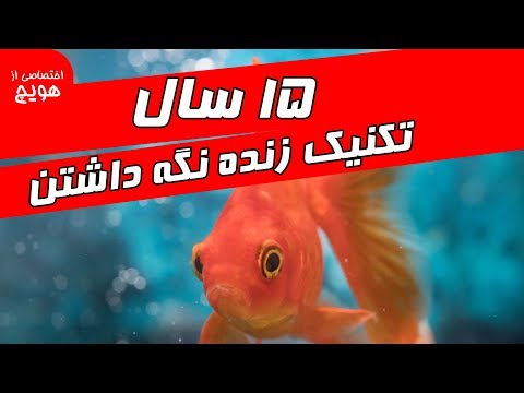 تصویری: چگونه از ماهی قرمز مراقبت کنیم