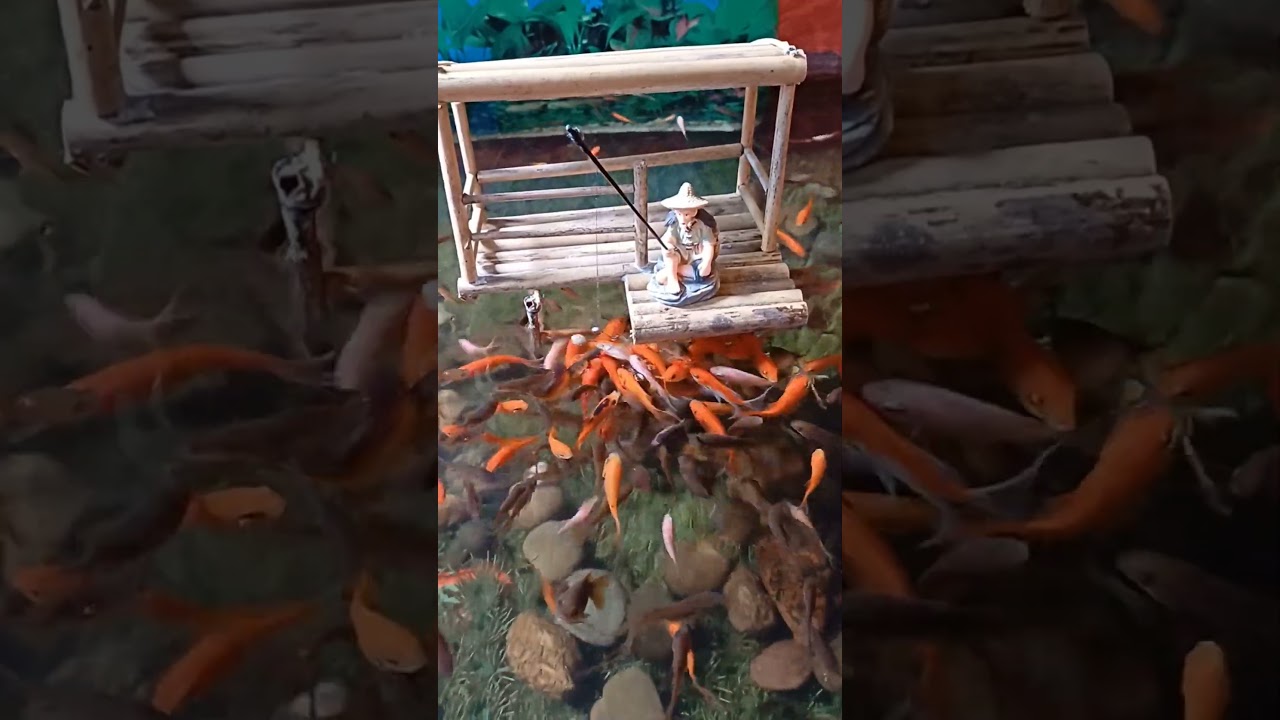 Keindahan Warna Ikan yang Kontras dengan Alat Mancing – Seri 78 