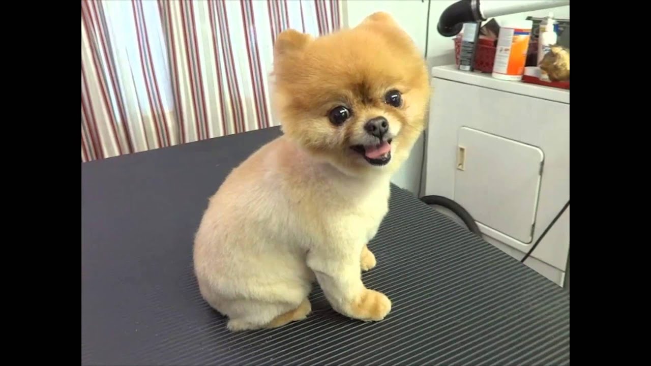 Wonderbaarlijk Watch this before you shave a Pomeranian - YouTube UO-31