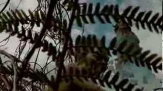 El viaje del anillo (corto peña El Llagarón)