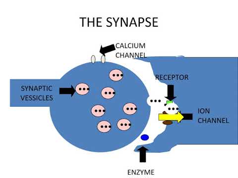 BIOLISTRIK