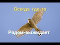 08.10.12. Забытая тренировка голубей.08.10.12. Forgotten pigeon training