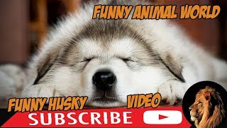 funny husky videos 2018 ( talking husky dog videos ) best husky clip  | funny animal world by funny animal world 287 views 5 years ago 6 minutes, 42 seconds