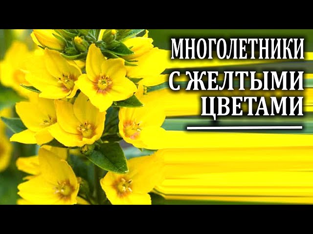 Многолетние цветы с желтыми цветами - YouTube