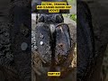 #hoofcare #hoof #hoofcleaning #cow #farrier #restoration