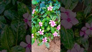 beautiful Village home garden plant Sadabahar #garden #nature #shortvideo #shorts