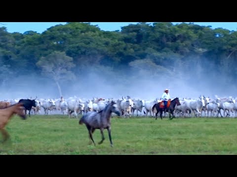 Conheça a vida de encantos e tradições dos boiadeiros no Pantanal - Vídeo  Dailymotion