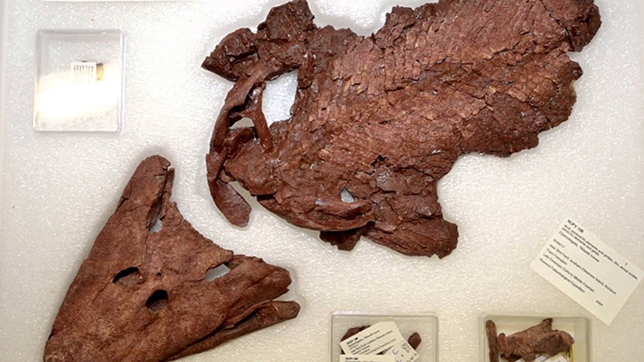 The return of Tiktaalik, the fish with legs! - YouTube