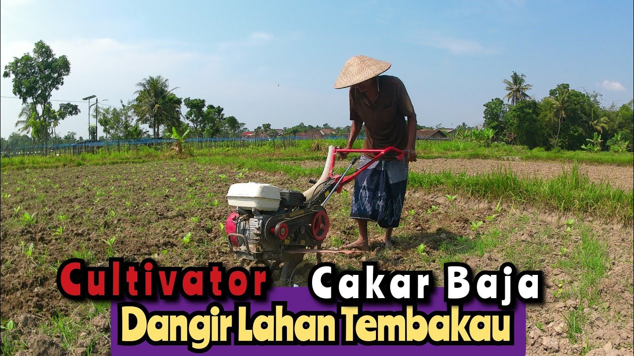 Cultivator Cakar Baja...Memproses Dangir Lahan Tembakau