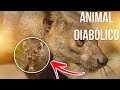 FOSSA ANIMAL EXISTENTE NA ILHA DE MADAGASCAR?