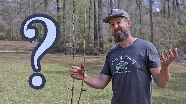 Why Your Fruit Trees are Growing Slow (And 4 EASY ...