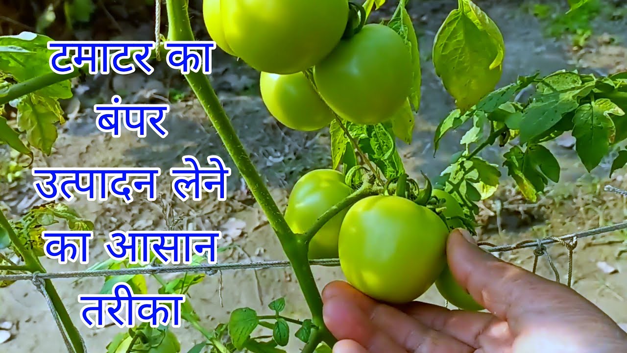 Tamatar Ki Kheti Se Jyada Utpadan Lene Ka Tarika YouTube