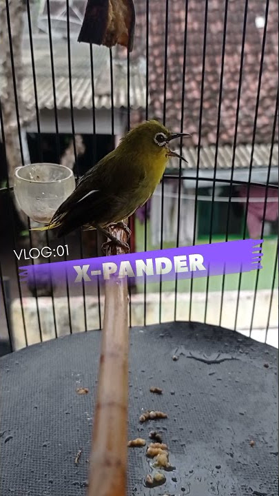 Pleci X-PANDER, coba tebak asli apa Kw xixixi