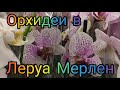 04.02.21.ОРХИДЕИ и не только в Леруа Мерлен на пр. Культуры.