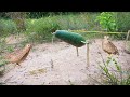 Survival Skills: Simple DIY Bird Trap Using Watermelon Fruit