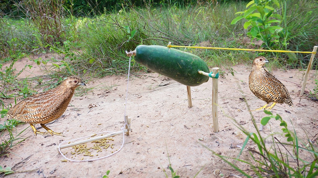 Survival Skills: Simple DIY Bird Trap Using Watermelon Fruit