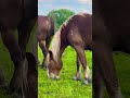 Кусочек лета 2023 г. 🍃🐴 Конное хозяйство &quot;Уварова П.М.&quot; ☎️ 89269622554 - Павел.