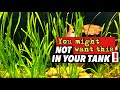 The truth about vallisneria pros cons how to grow and care for it in a planted aquarium